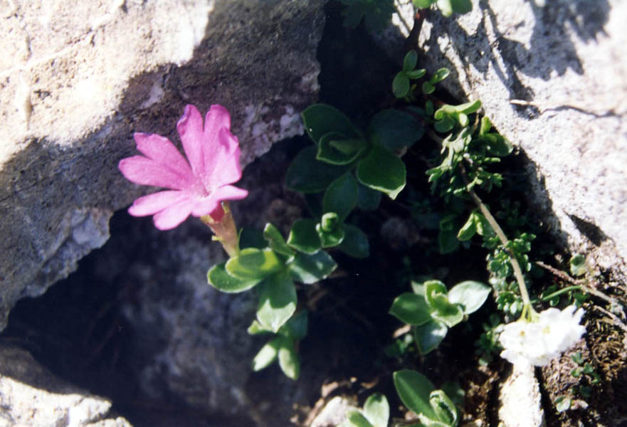 Primula integrifolia en fleurs dans les pelouses alpines des Pyrénées